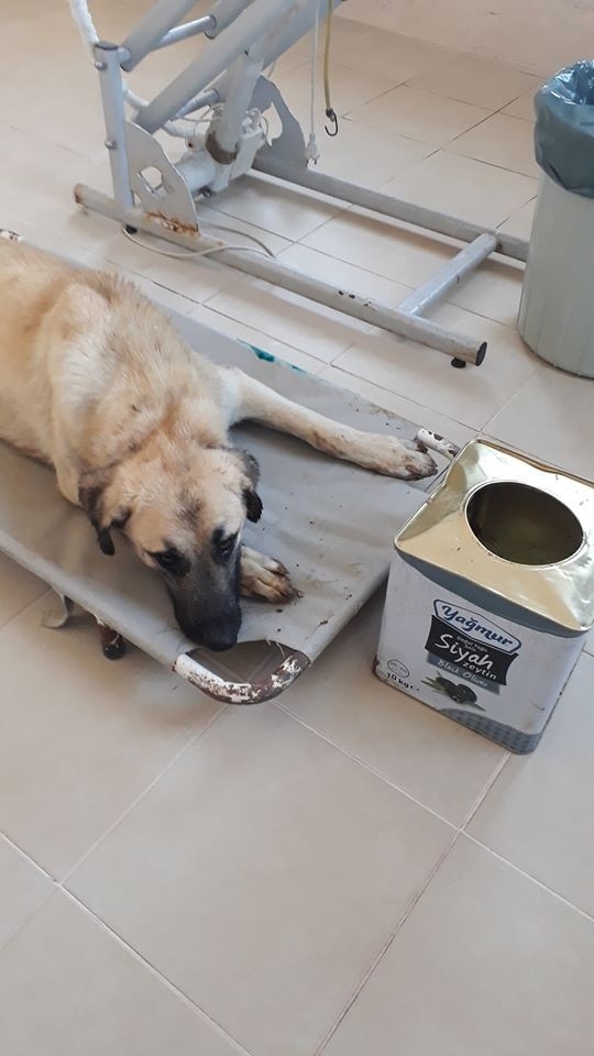 Yemek Ararken Başı Tenekeye Sıkıştı