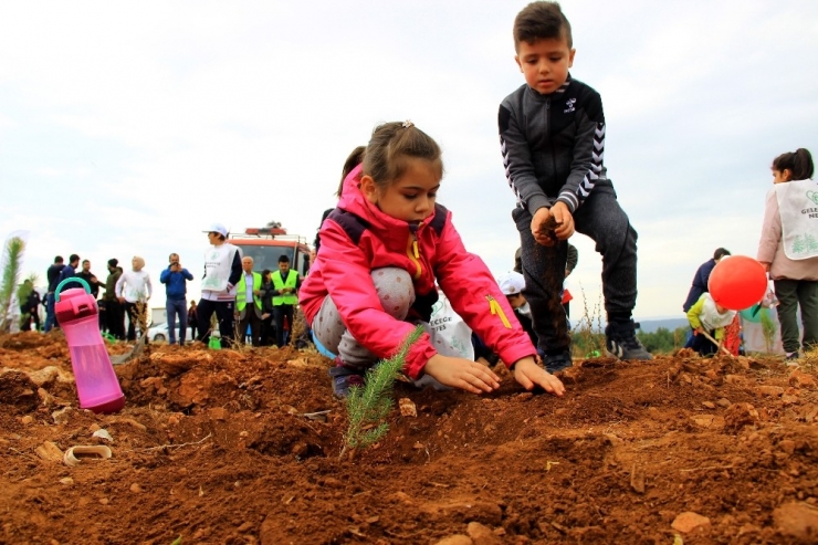 Muğla Ve Aydın’da 2019’da 1 Milyon Fidan Toprakla Buluştu