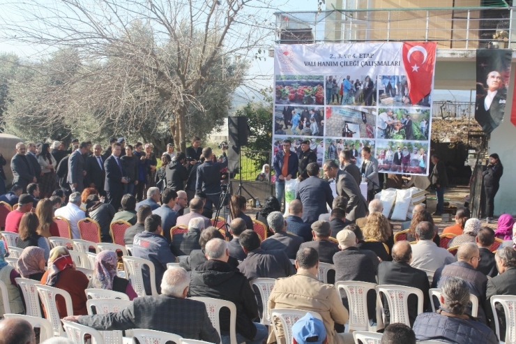 ’Vali Hanım’ Çileğinden Yıllık 20 Milyon Gelir