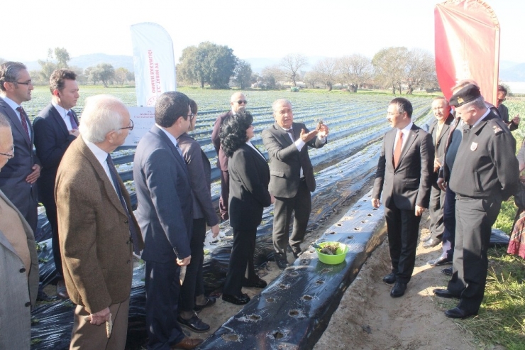 ’Vali Hanım’ Çileğinden Yıllık 20 Milyon Gelir