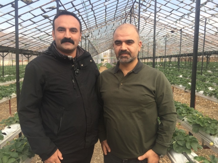 Hatay’da Topraksız Tarım Başladı