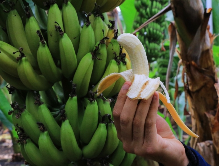 Yüreğir Ziraat Odası Başkanı Mehmet Akın Doğan: "Türkiye’nin 150 Bin Ton Muz Açığının Önümüzdeki Senelerde Kapanacak"