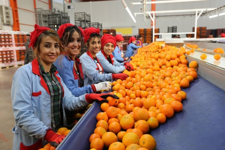 Akdeniz’den İhracat 13.5 Milyar Dolara Ulaştı