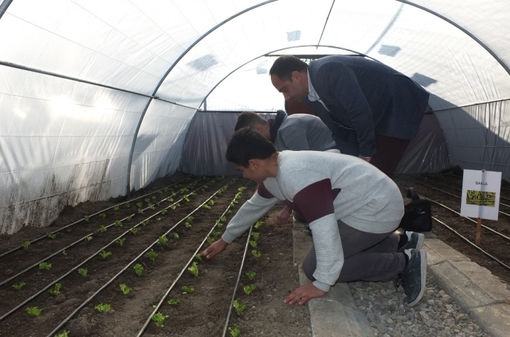 Öğrenciler Kendi Yaptıkları Serada Ekip, Biçip Meyve Ve Sebzeleri Tanıyorlar