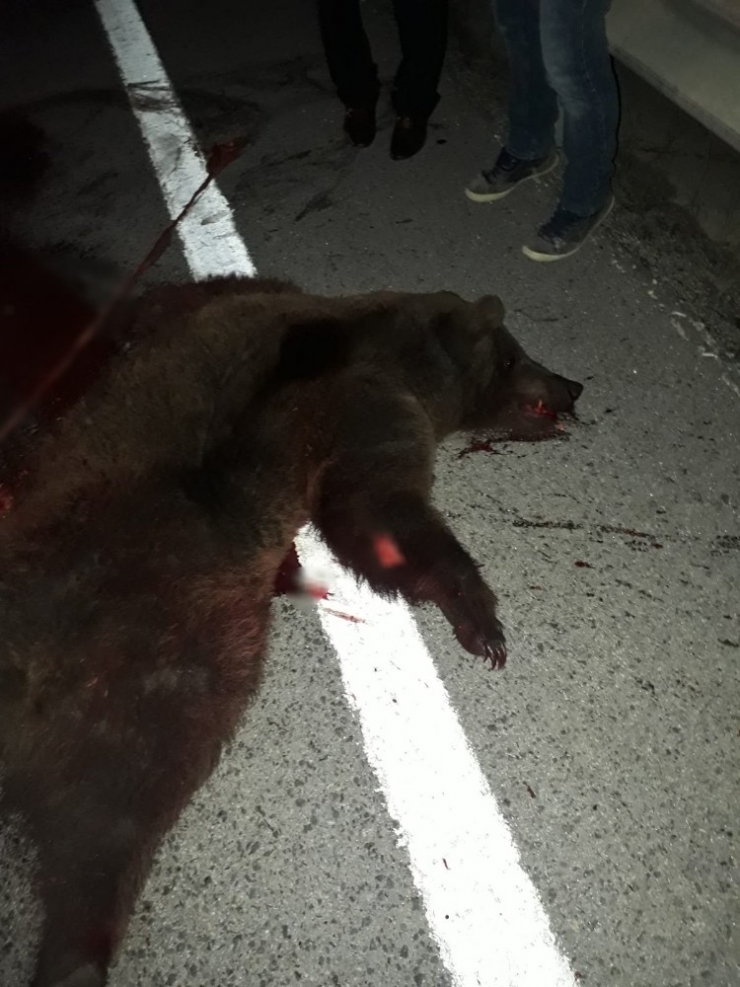 Tırın Çarptığı Ayı Telef Oldu