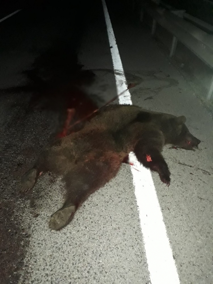 Tırın Çarptığı Ayı Telef Oldu