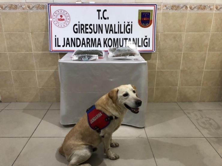 Giresun’da Uyuşturucu Operasyonu: 2 Gözaltı
