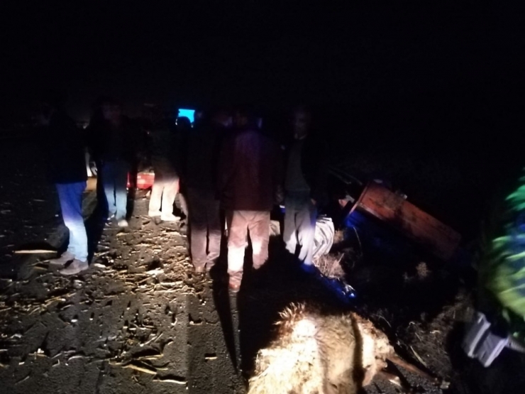 Tır İle Traktör Çarpıştı, Koyunlar Telef Oldu