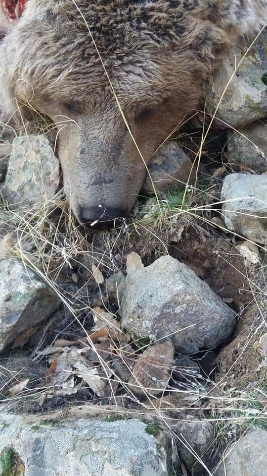 Tunceli’de Boz Ayı Ve Su Samuru Telef Oldu