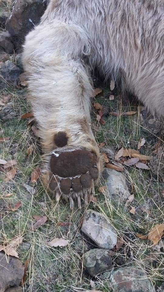 Tunceli’de Boz Ayı Ve Su Samuru Telef Oldu