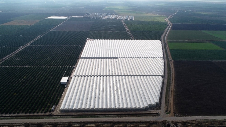 Yüreğir Ziraat Odası Başkanı Mehmet Akın Doğan: "Türkiye’nin 150 Bin Ton Muz Açığının Önümüzdeki Senelerde Kapanacak"