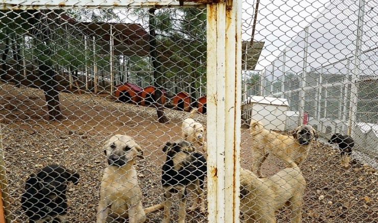 Kahramanmaraş’ta Sokak Hayvanlarına Şefkat Eli