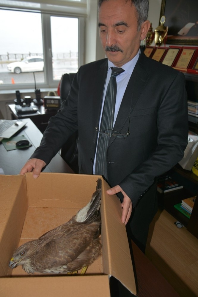 Yaralı Şahin Koruma Altına Alındı