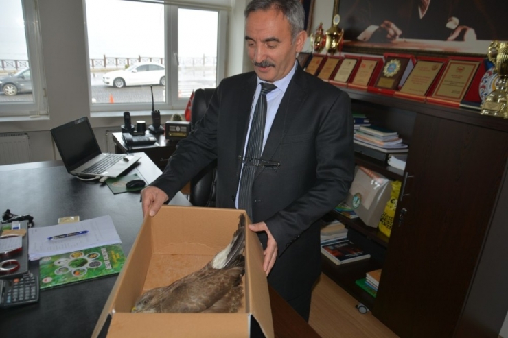 Yaralı Şahin Koruma Altına Alındı