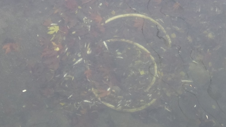 Güre’de Balık Ölümleri Yaşandı