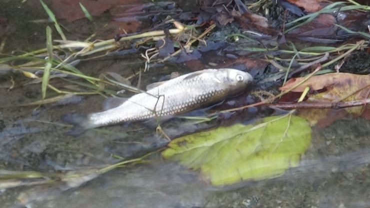 Güre’de Balık Ölümleri Yaşandı