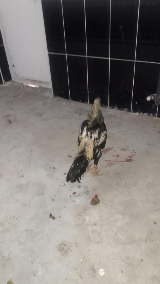 Horoz Dövüştürenlere 31 Bin Lira Para Cezası