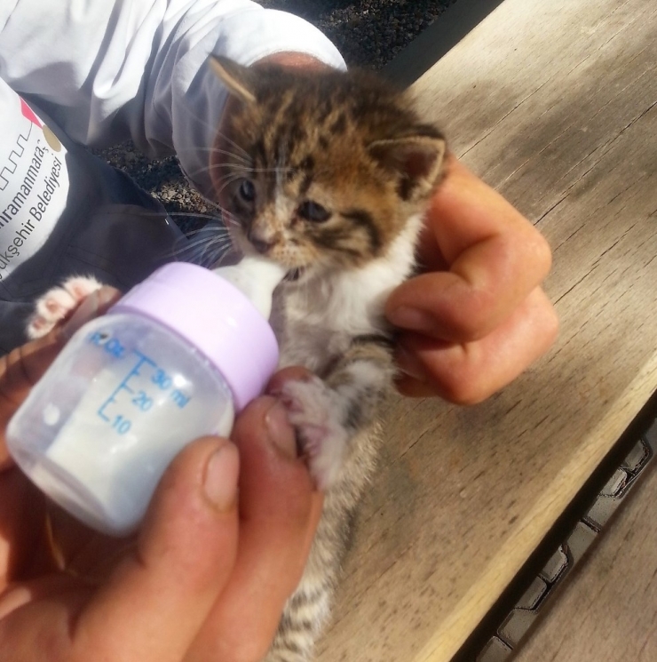 Kahramanmaraş’ta Sokak Hayvanlarına Şefkat Eli