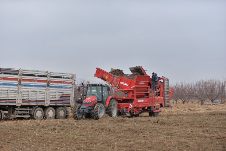 Kayseri’de İlk Defa Siyah Havuç Hasadı Yapıldı