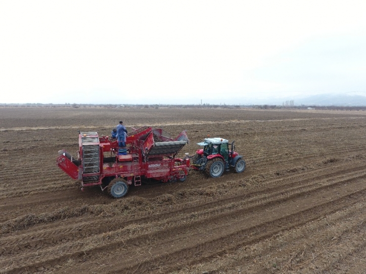 Kayseri’de İlk Defa Siyah Havuç Hasadı Yapıldı