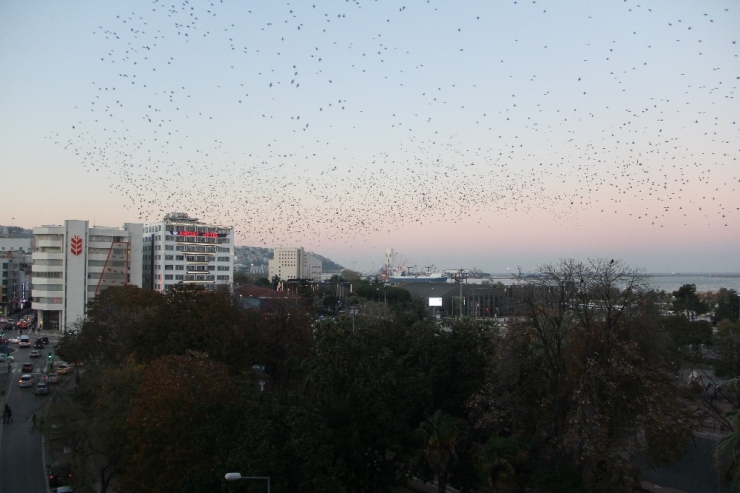 Sığırcıkların Dansı Görenleri Hayran Bıraktı