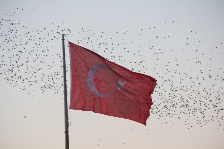 Sığırcıkların Dansı Görenleri Hayran Bıraktı