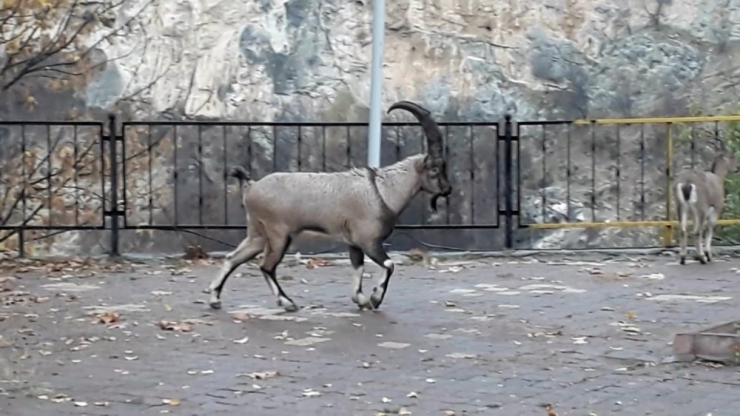 Yaban Keçileri Sürü Halinde İlçeye İndi