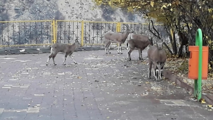 Yaban Keçileri Sürü Halinde İlçeye İndi