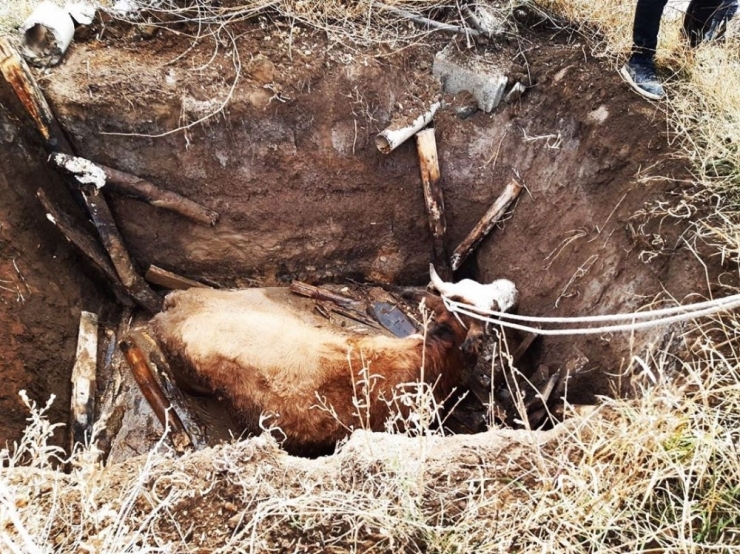 Kuyuya Düşen İneği İtfaiye Kurtardı