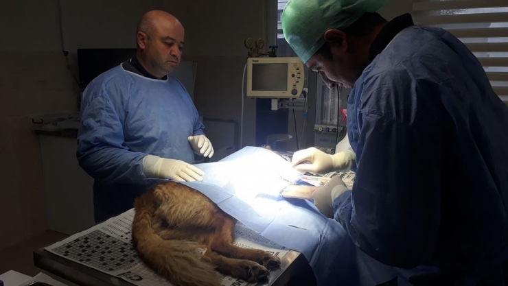 Otomobilin Çarptığı Köpek Barınakta Ameliyat Edildi