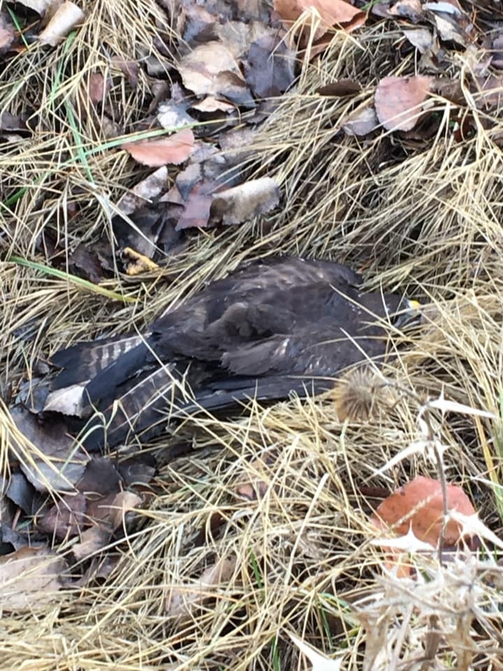 Yaralı Kartalı Yetkililere Teslim Ettiler