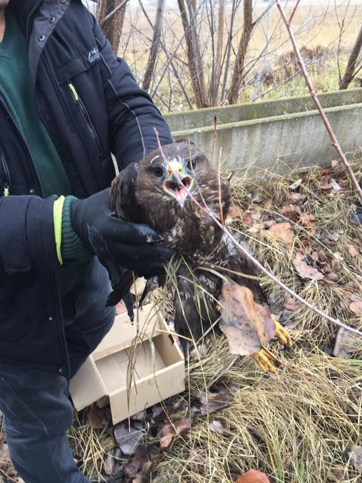 Yaralı Kartalı Yetkililere Teslim Ettiler