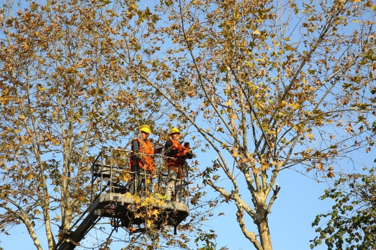 Kadıköy Belediyesi’nin Ağaç Budama Çalışmaları Devam Ediyor