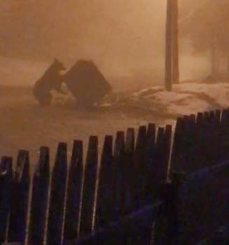 Aç Kalan Ayı, Çöp Konteynırında Yiyecek Aradı