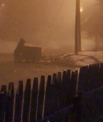 Aç Kalan Ayı, Çöp Konteynırında Yiyecek Aradı