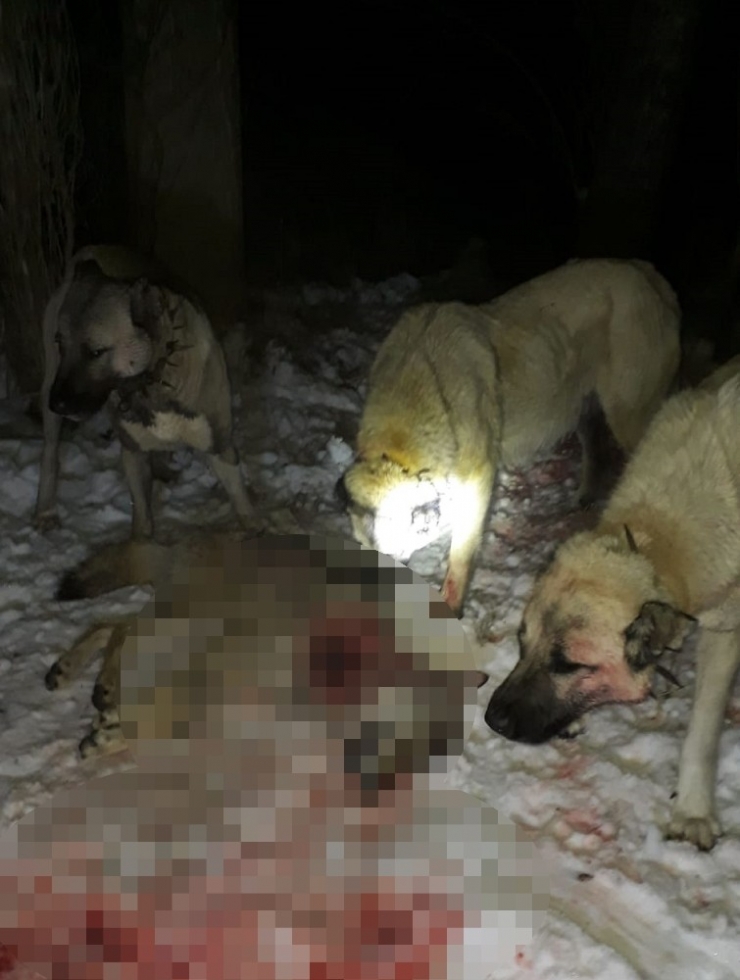 Sürüye Dadanan Kurtlar, Kangallara Yem Oldu