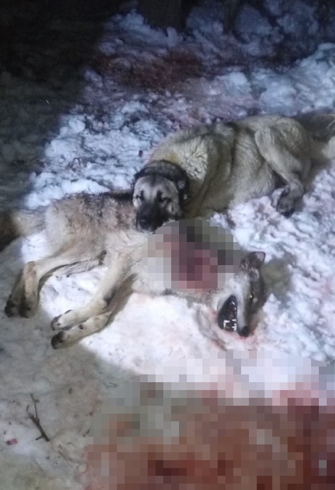 Sürüye Dadanan Kurtlar, Kangallara Yem Oldu