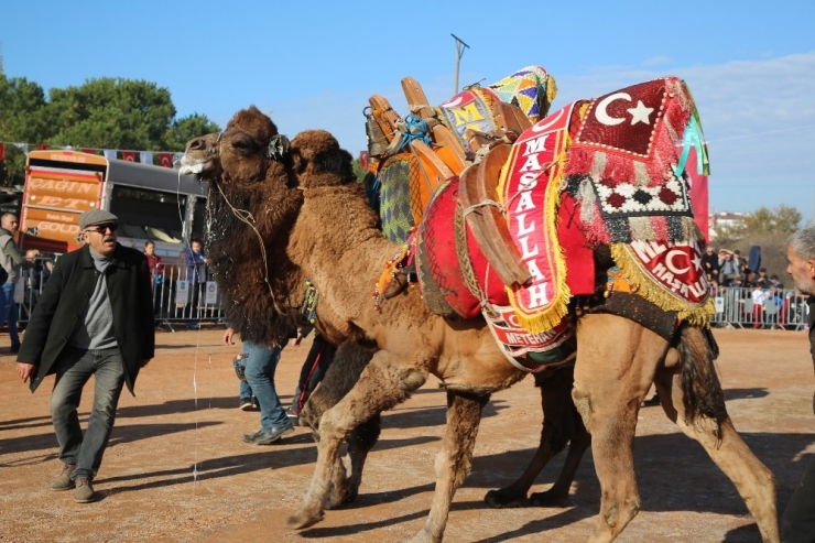 Ayvalık’ta Deve Güreşleri Şöleni