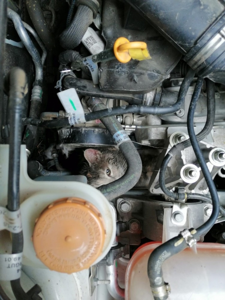 Kamyonetin Motor Kısmında Sıkışan Kediyi İtfaiye Kurtardı