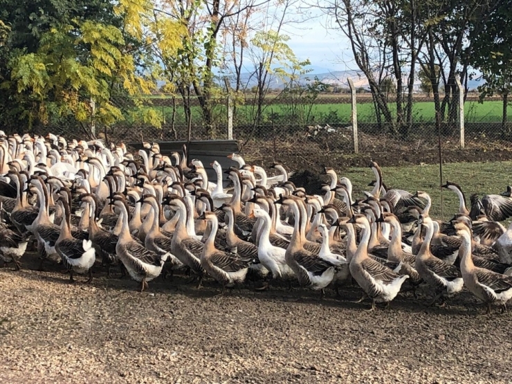 İnternetten Ek İş Araştırdı "Kaz"a Yatırım Yaptı