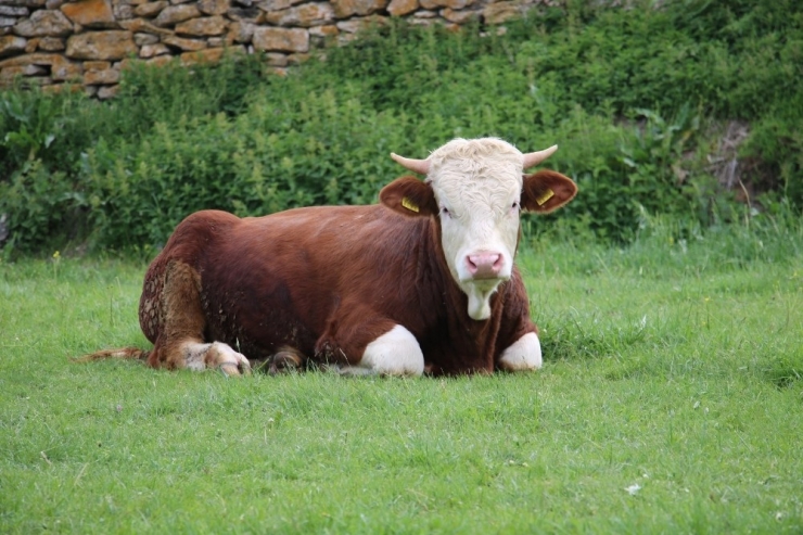 Düve Alım Desteği Başvuruları Başladı