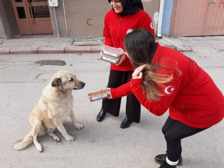 Akut Öğrenci Topluluğundan Örnek Çalışma