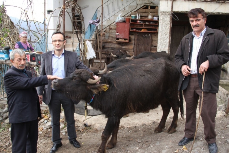 Giresun’da 321 İşletmeye Bin 477 Manda Ve 553 Malak İçin 1 Milyon 22 Bin 493 Tl Ödeme Yapıldı