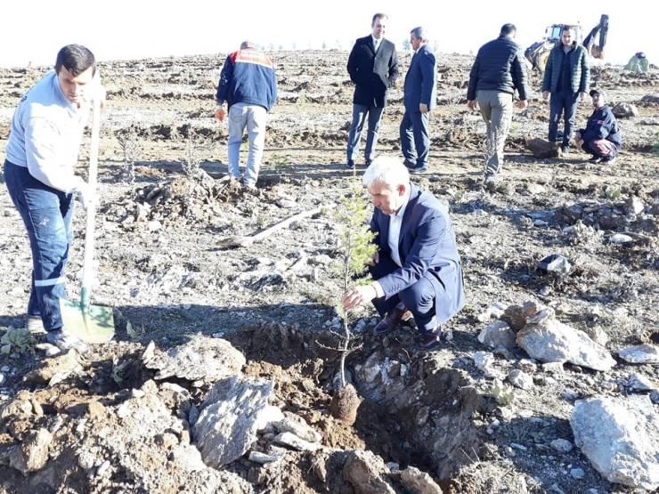 Altıntaş’ta Fidan Dikme Etkinliği