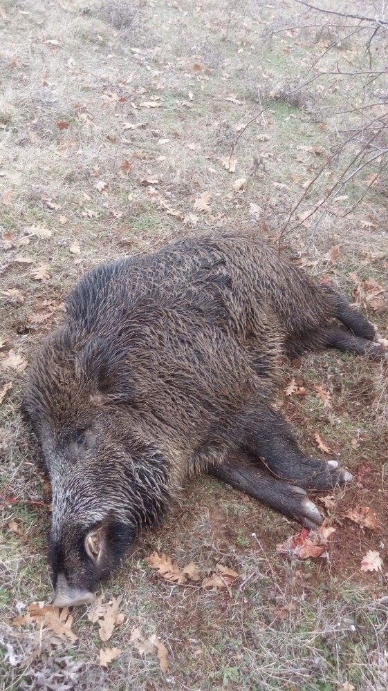 İnegöllü Avcılar Dev Domuz Avladı