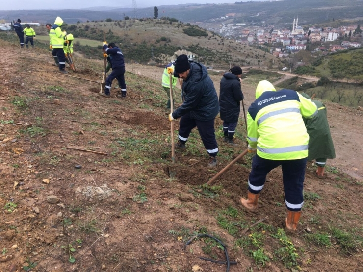 Kocaeli Büyükşehir Belediyesi Dolgu Sahalarını Ağaçlandırıyor