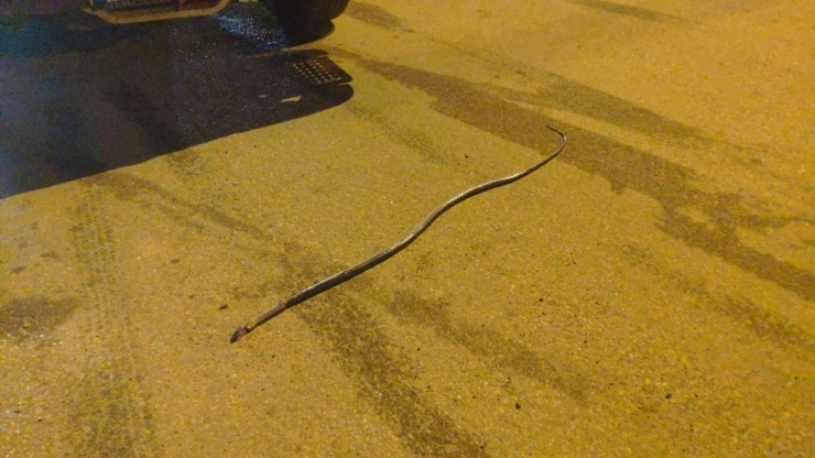 Kış Uykusuna Yatmayan Yılanı Araç Ezdi