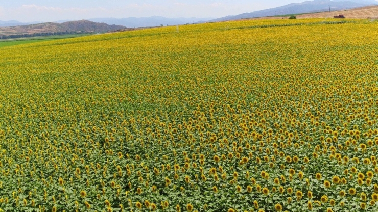 Ayçiçeği Üreticisine 120 Milyon Lira