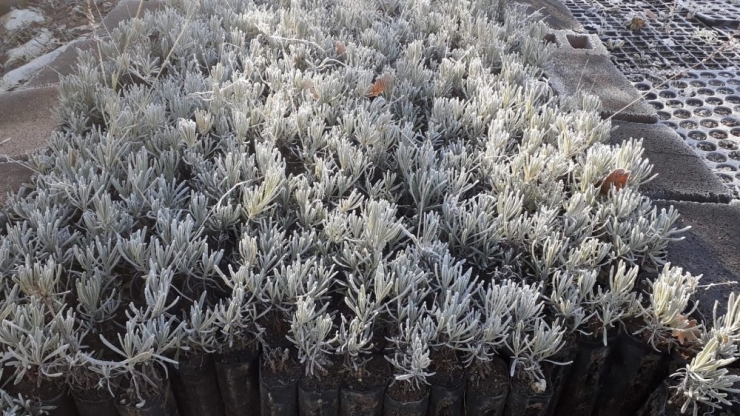 Lavanta Balı Yeni Gelir Kapısı Oldu: Kilosu 150 Lira