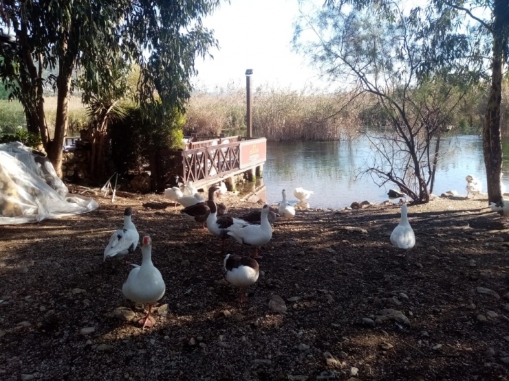 Akyaka Azmağı Kaz Ve Ördeklere Kaldı